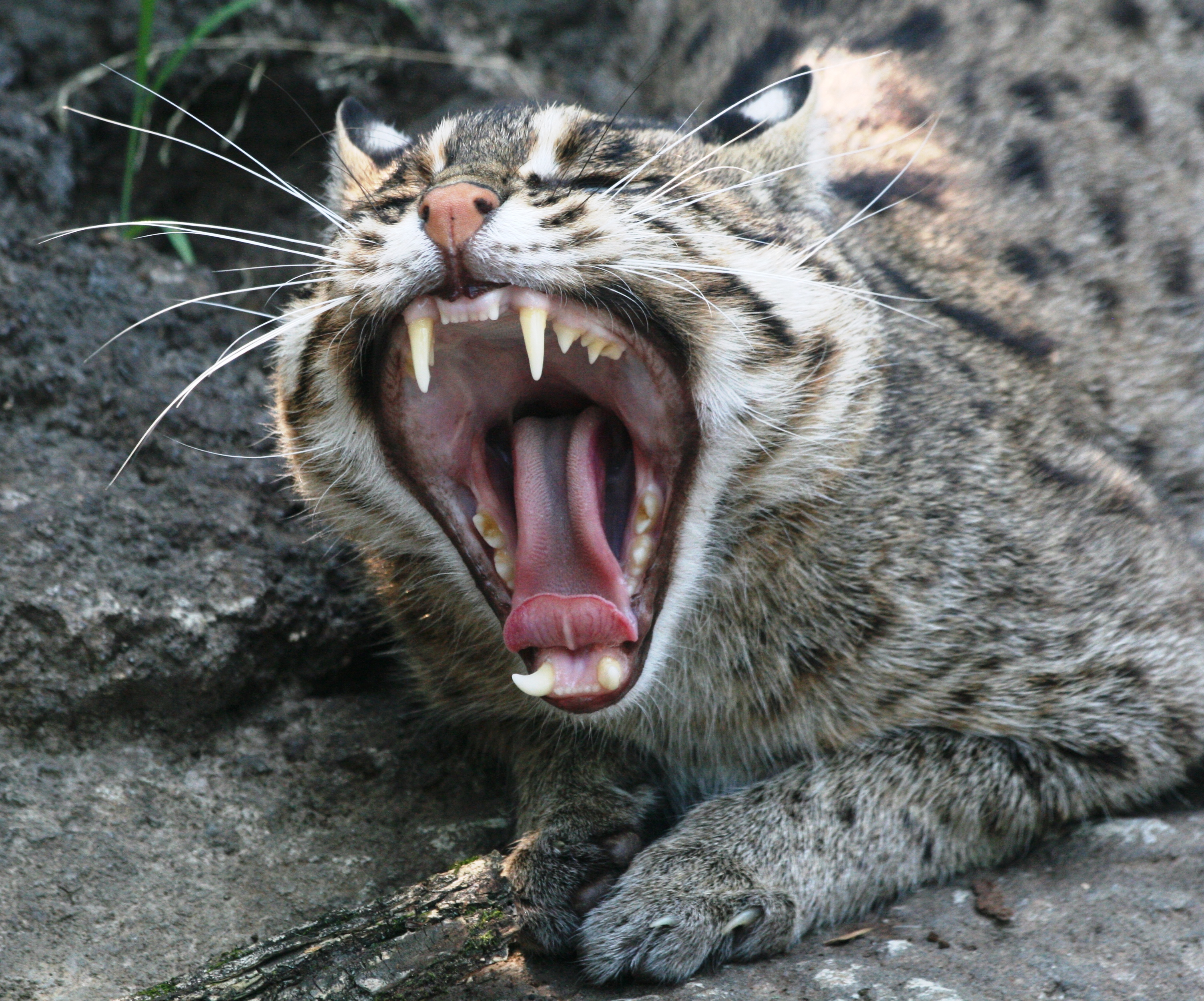 Okay so fishing cats are a thing that exists and nobody told me??